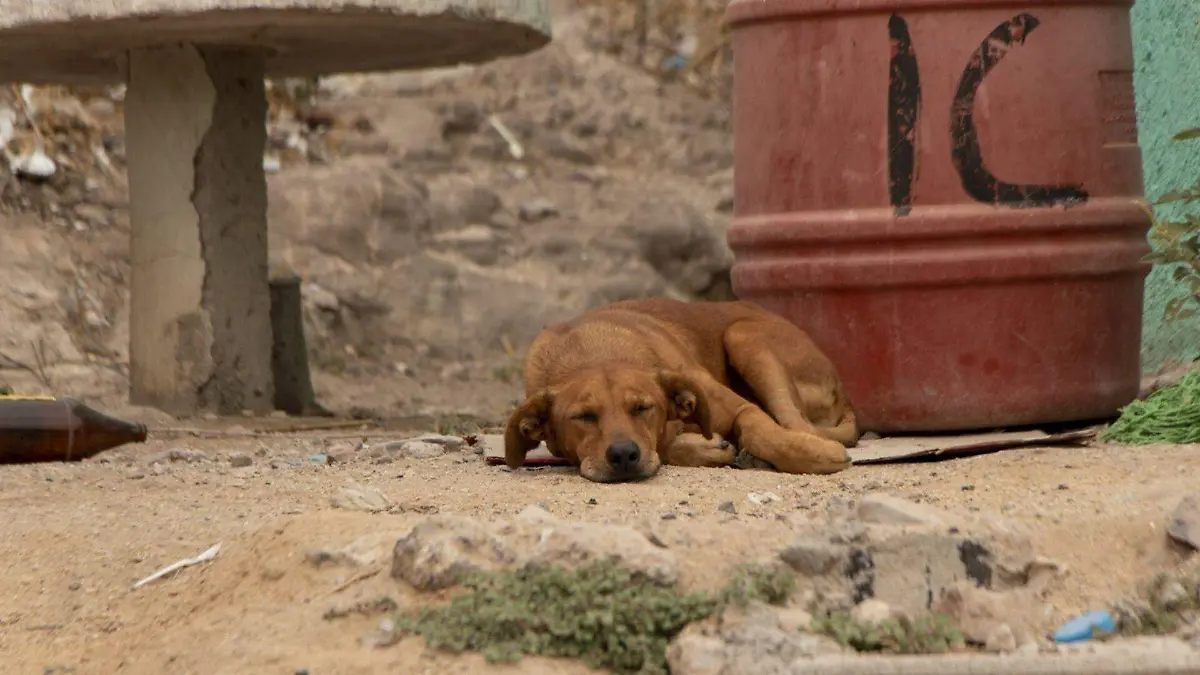 Garrapatas tiempo de calor perros